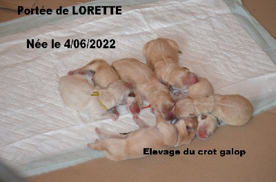 Du crot galop - Golden Retriever - Portée née le 04/06/2022