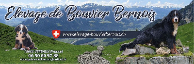 Du crot galop - Bouvier Bernois - Portée née le 23/11/2023